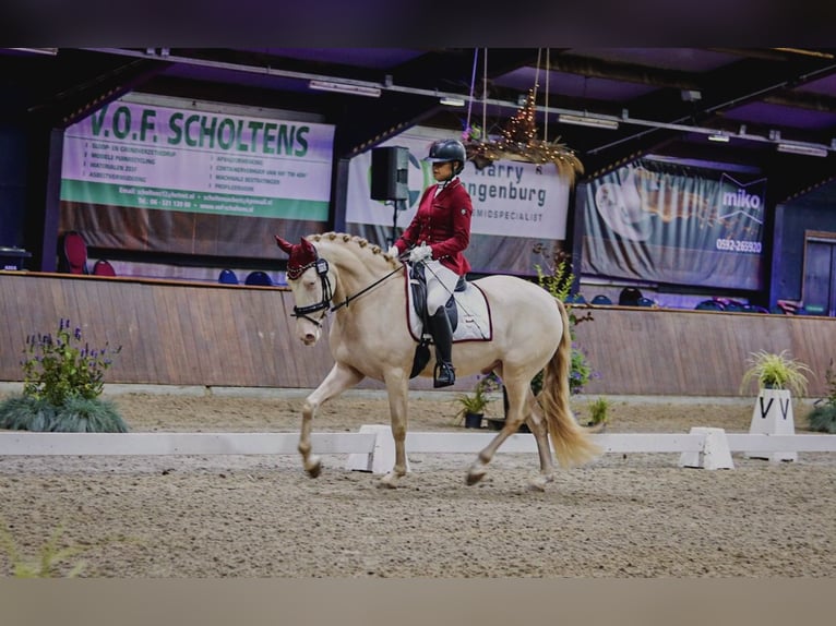 Cruzado Hongre 7 Ans 160 cm Perlino in Rotterdam