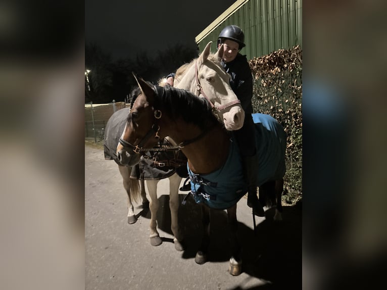 Cruzado Hongre 7 Ans 160 cm Perlino in Rotterdam