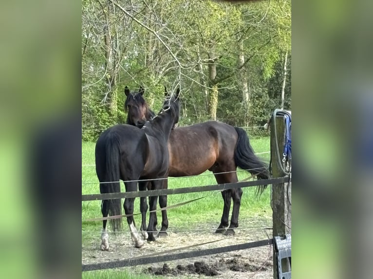 Cruzado Hongre 7 Ans 164 cm Bai brun in Marum