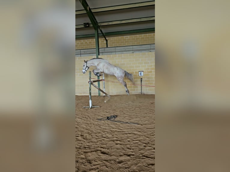 Cruzado Hongre 7 Ans 165 cm Gris in Alpedrete