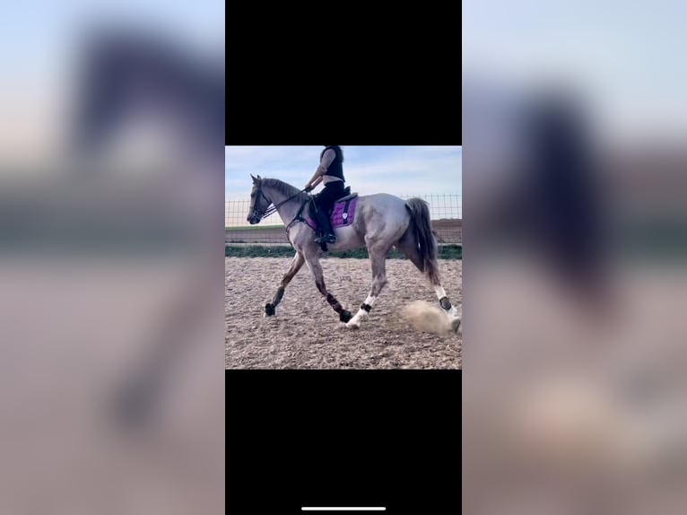 Cruzado Hongre 7 Ans 165 cm Rouan Rouge in ValladolidValladolid