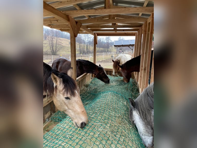 Cruzado Hongre 7 Ans 169 cm Buckskin in Bad Griesbach im Rottal