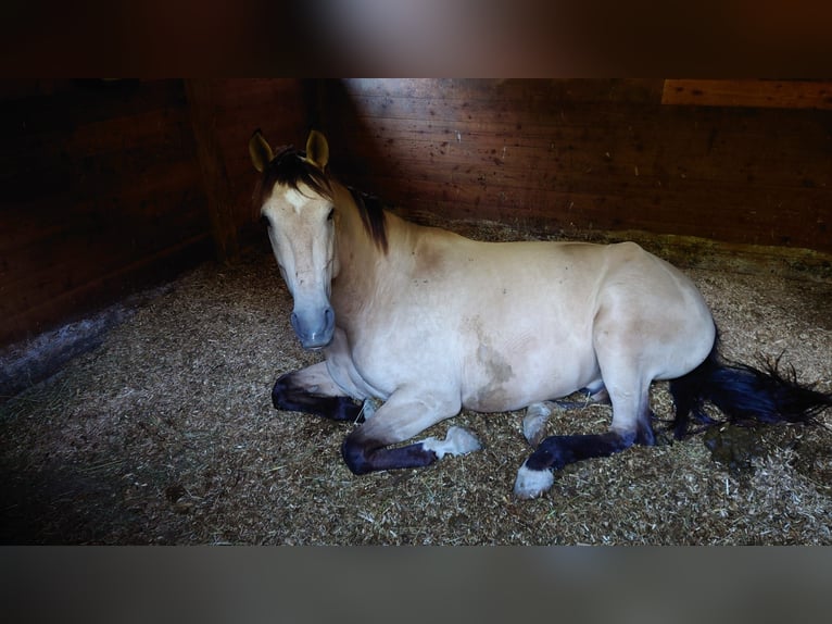 Cruzado Hongre 7 Ans 169 cm Buckskin in Stangau im Wienerwald