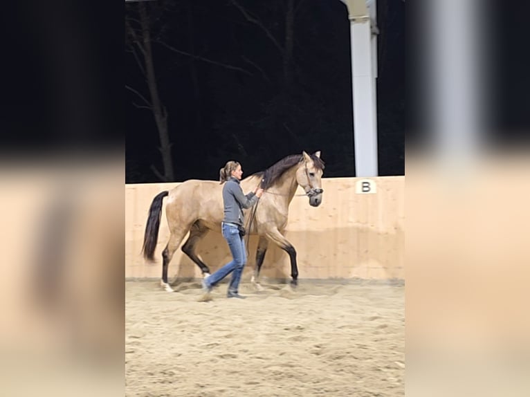Cruzado Hongre 7 Ans 169 cm Buckskin in Stangau im Wienerwald