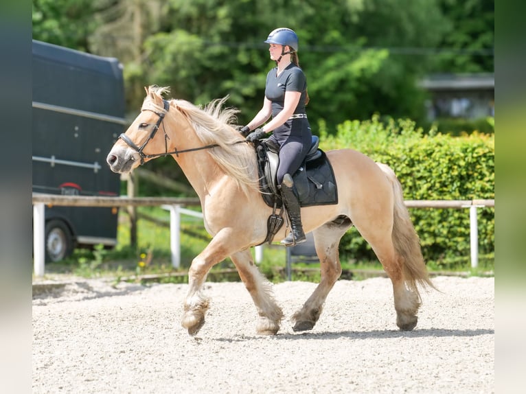 Cruzado Hongre 8 Ans 154 cm Isabelle in Neustadt (Wied)