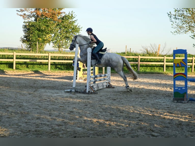 Cruzado Hongre 8 Ans 156 cm Gris in Halver