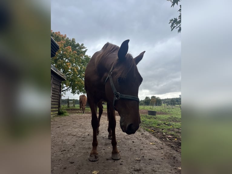 Cruzado Hongre 8 Ans 160 cm Alezan in Bruchmühlbach-Miesau