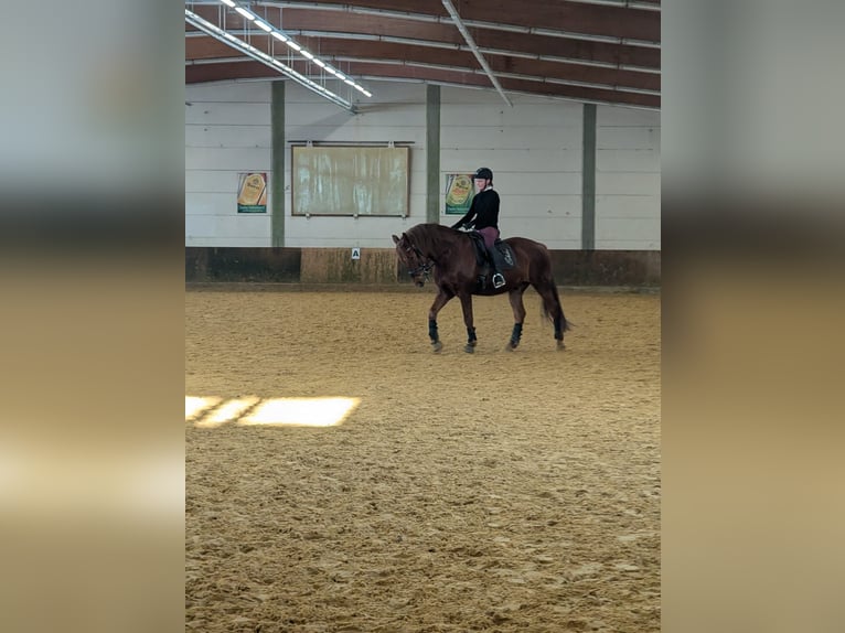 Cruzado Hongre 8 Ans 160 cm Alezan in Kirchlengern