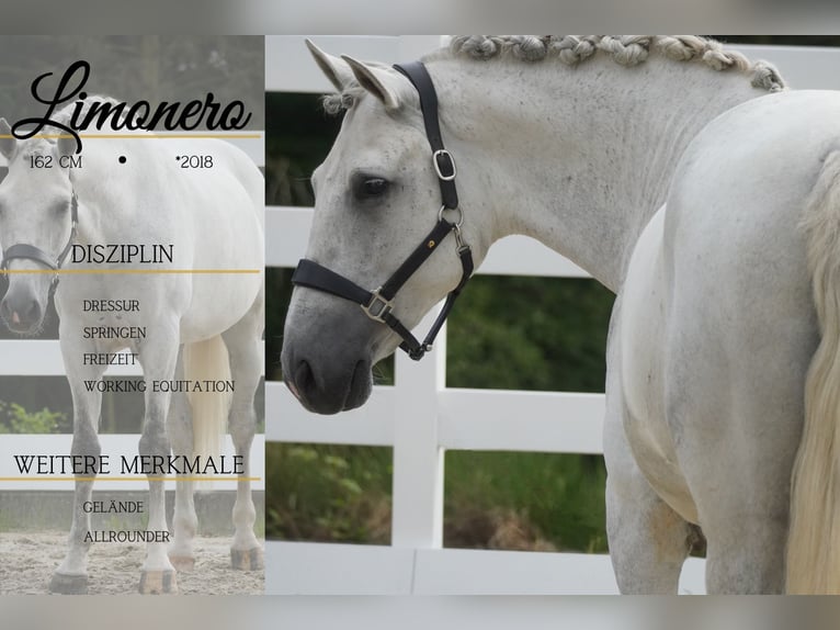 Cruzado Hongre 8 Ans 162 cm Gris in Nettersheim