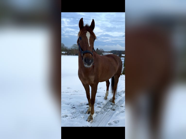 Cruzado Hongre 8 Ans 163 cm Alezan in Dorsten