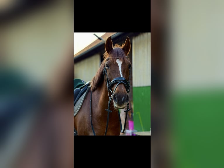 Cruzado Hongre 8 Ans 163 cm Alezan in Dorsten