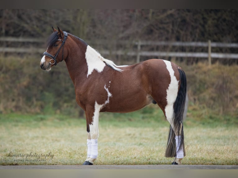 Cruzado Hongre 9 Ans 152 cm Pinto in Babenhausen