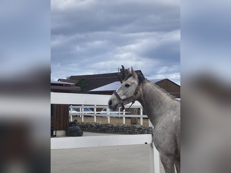 Cruzado Hongre 9 Ans 155 cm Gris in Bredebro