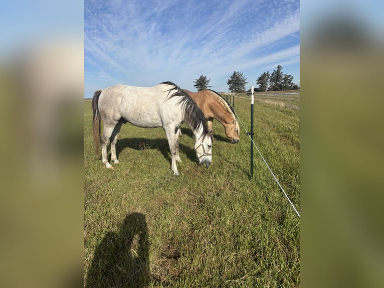Cruzado Hongre 9 Ans 155 cm Gris in Bredebro