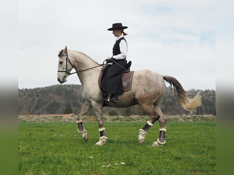 Cruzado Hongre 9 Ans 155 cm Gris in Bredebro