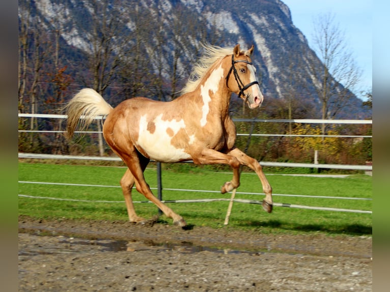Cruzado Hongre 9 Ans 155 cm Overo-toutes couleurs in Kirchbichl