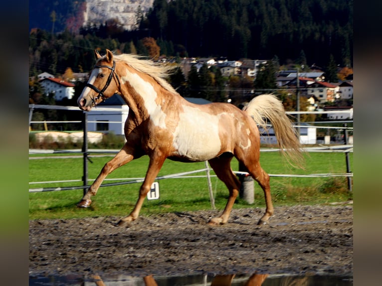 Cruzado Hongre 9 Ans 155 cm Overo-toutes couleurs in Kirchbichl