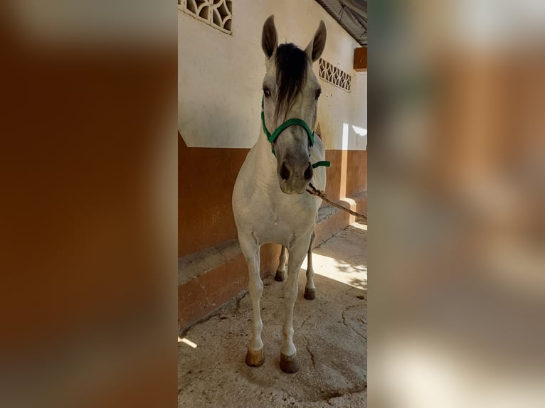 Cruzado Hongre 9 Ans 157 cm Gris in Granada
