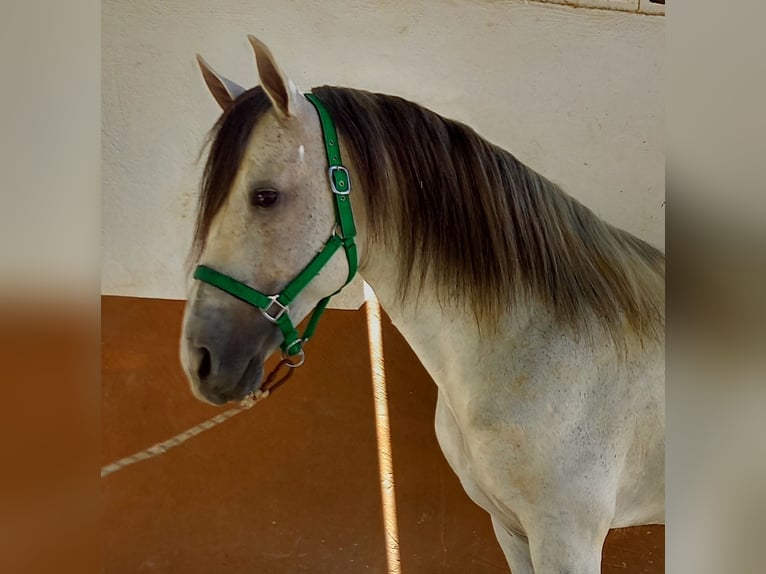 Cruzado Hongre 9 Ans 157 cm Gris in Granada