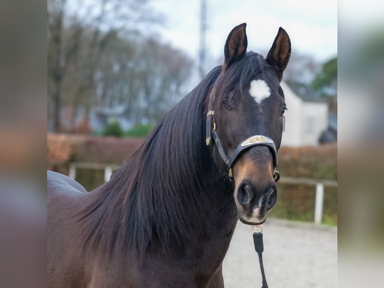 Cruzado Hongre 9 Ans 158 cm Bai brun in Neustadt (Wied)