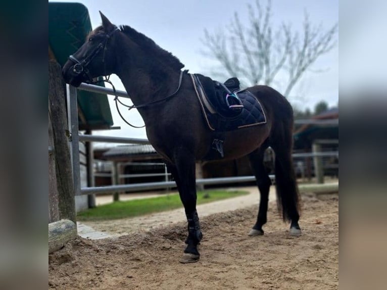Cruzado Hongre 9 Ans 160 cm Bai brun in Salzburg