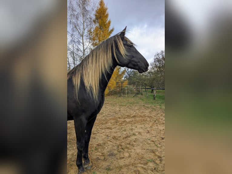 Cruzado Hongre 9 Ans 160 cm  in Hamburg