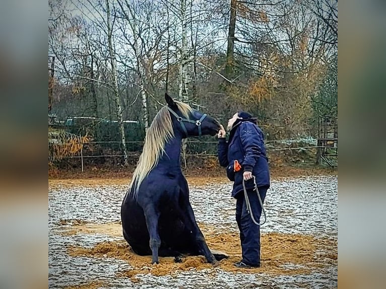 Cruzado Hongre 9 Ans 160 cm  in Hamburg