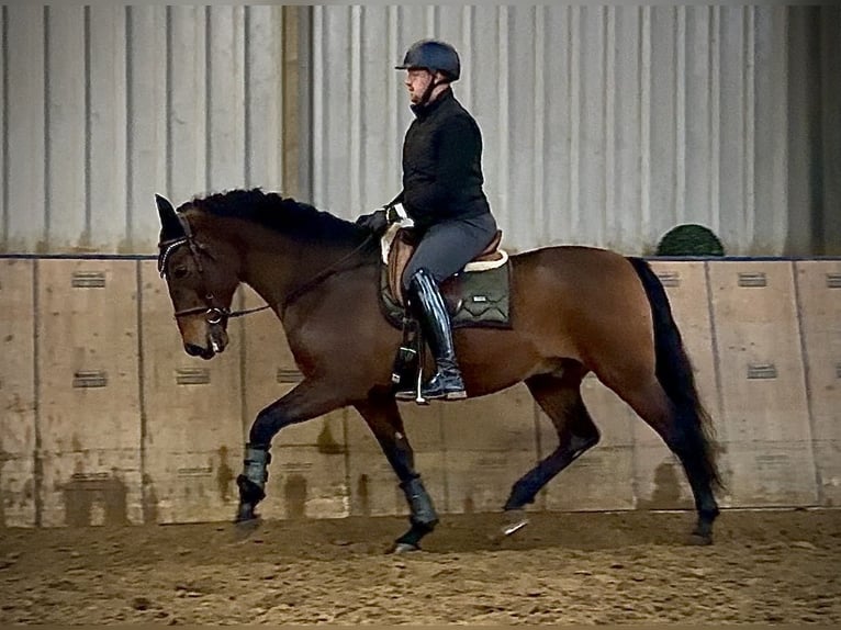 Cruzado Hongre 9 Ans 163 cm Bai in Neustadt (Wied)