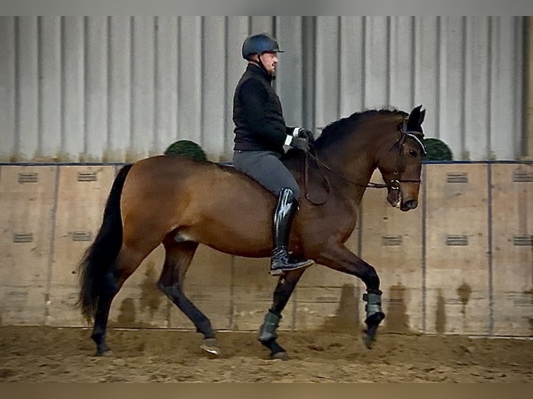 Cruzado Hongre 9 Ans 163 cm Bai in Neustadt (Wied)