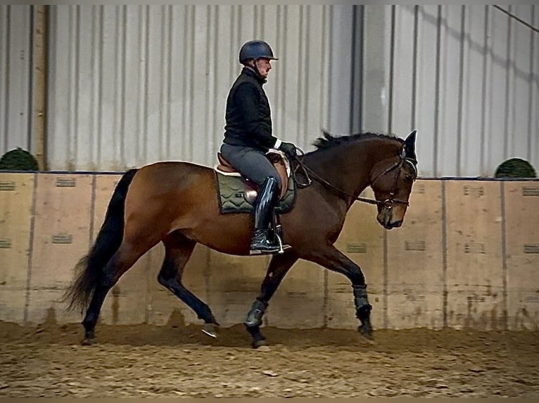 Cruzado Hongre 9 Ans 163 cm Bai in Neustadt (Wied)