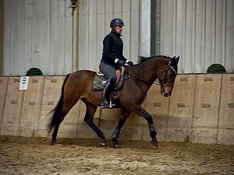 Cruzado Hongre 9 Ans 163 cm Bai in Neustadt (Wied)