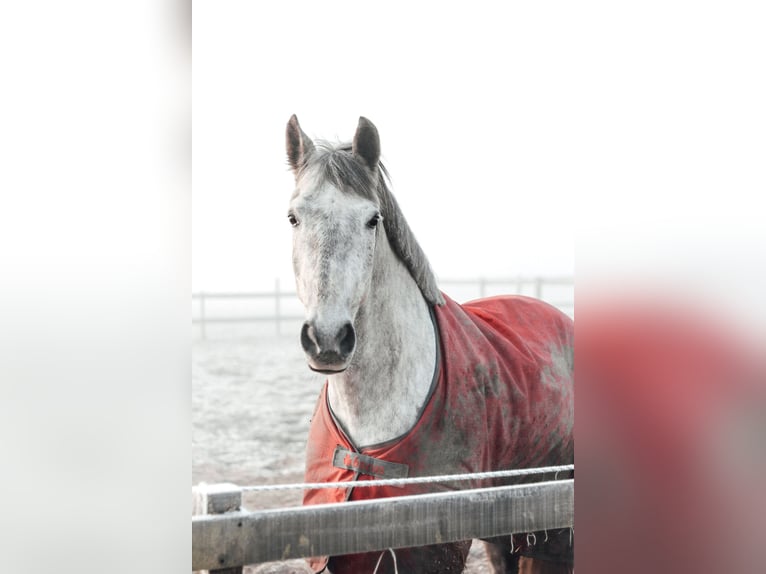 Cruzado Hongre 9 Ans 166 cm Gris in Brakel