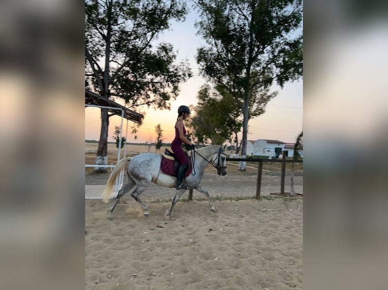 Cruzado Jument 10 Ans 145 cm Gris in Huelva