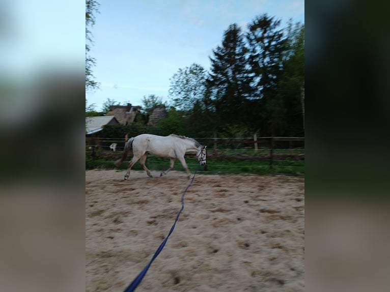 Cruzado Jument 10 Ans 152 cm Gris in Wischhafen