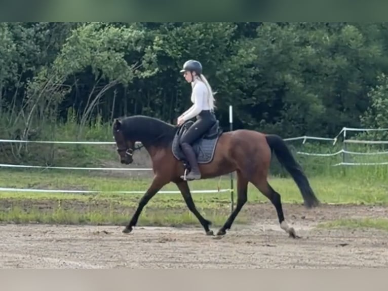 Cruzado Jument 10 Ans 157 cm Bai in Windhagen