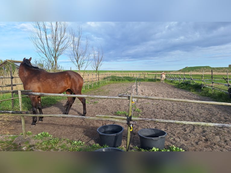 Cruzado Jument 10 Ans 160 cm Bai in Den Helder