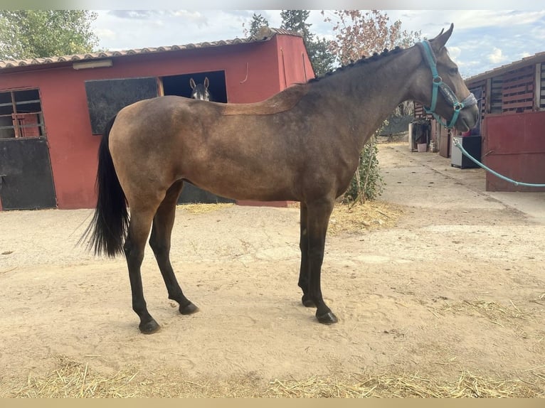 Cruzado Jument 10 Ans 160 cm in Vahlberg