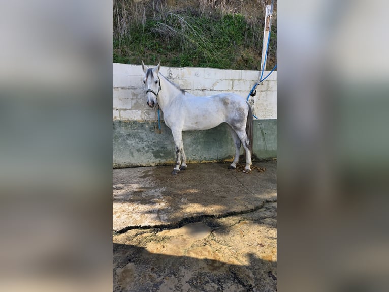 Cruzado Jument 10 Ans 165 cm Gris pommelé in Mairena Del Aljarafe