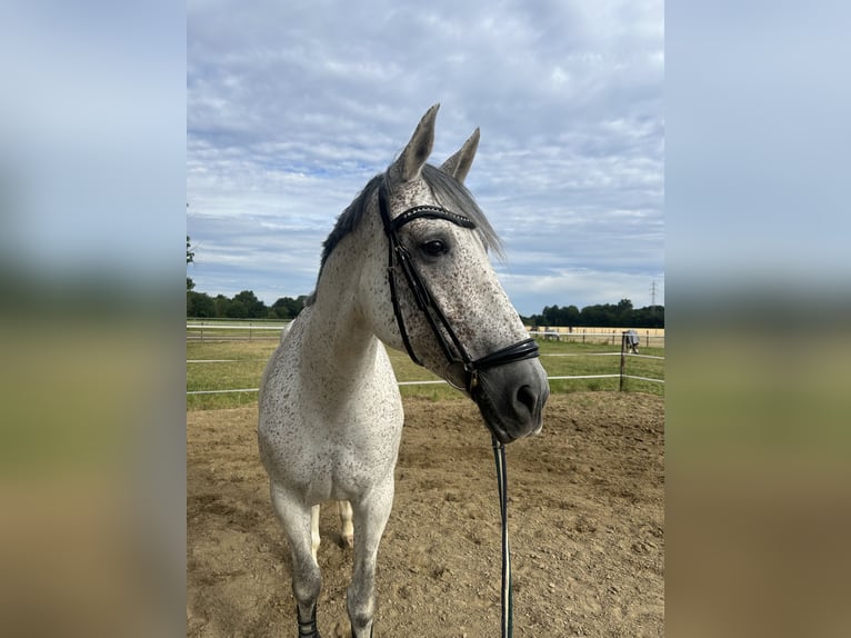 Cruzado Croisé Jument 10 Ans 166 cm Gris moucheté in Korschenbroich