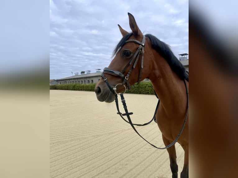 Cruzado Jument 11 Ans 155 cm Bai in Wingerode