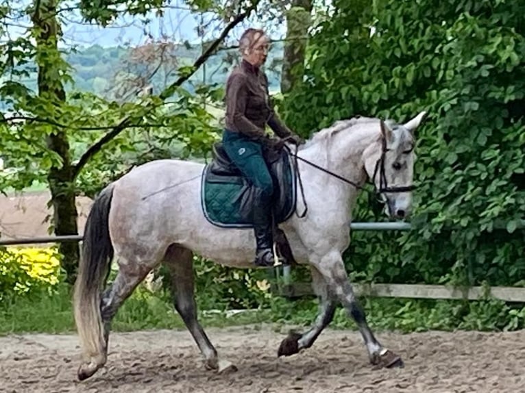 Cruzado Jument 11 Ans 155 cm Gris pommelé in Meddersheim