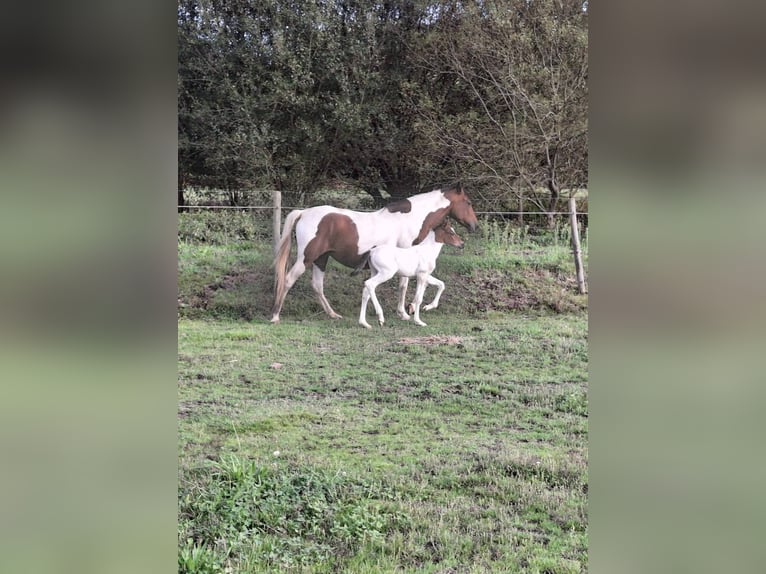 Cruzado Croisé Jument 11 Ans 160 cm Pinto in Santiago De Compostela