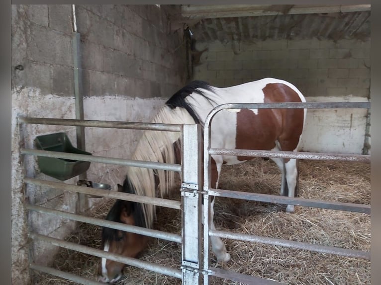 Cruzado Croisé Jument 11 Ans 160 cm Pinto in Santiago De Compostela