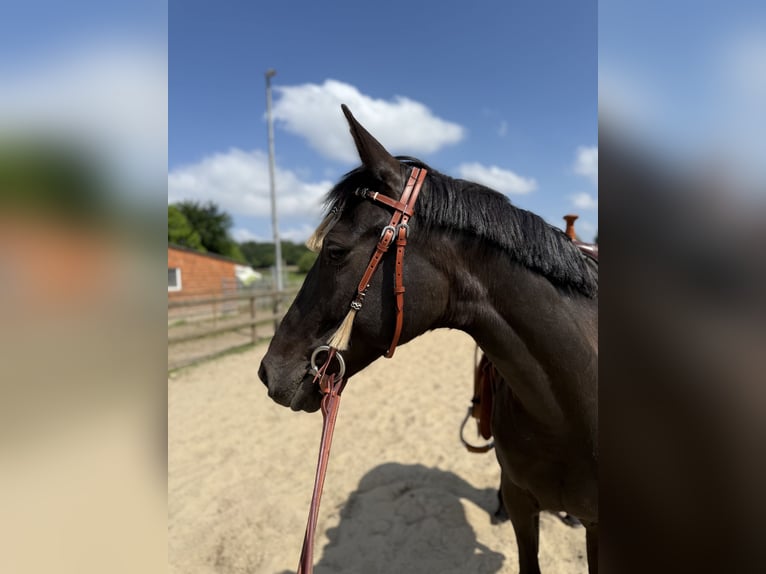 Cruzado Jument 11 Ans 162 cm Noir in Gangelt