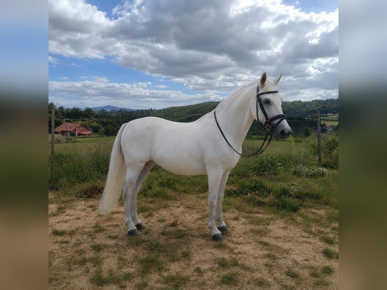 Cruzado Croisé Jument 12 Ans 156 cm Gris in Santiago de Compostela