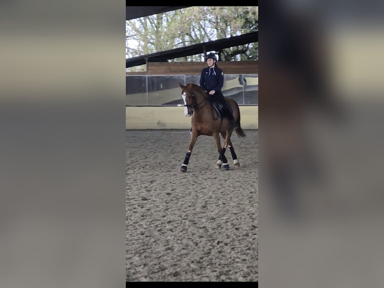 Cruzado Jument 12 Ans 174 cm Alezan in Brugherio