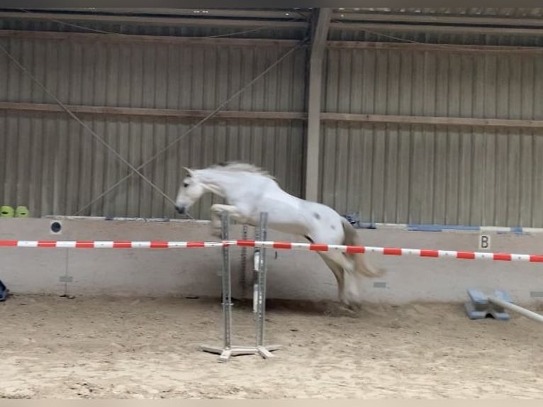 Cruzado Jument 13 Ans 155 cm Gris in W&#xFC;rzburg