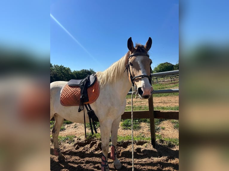 Cruzado Jument 13 Ans 157 cm Pinto in Canet DAdri