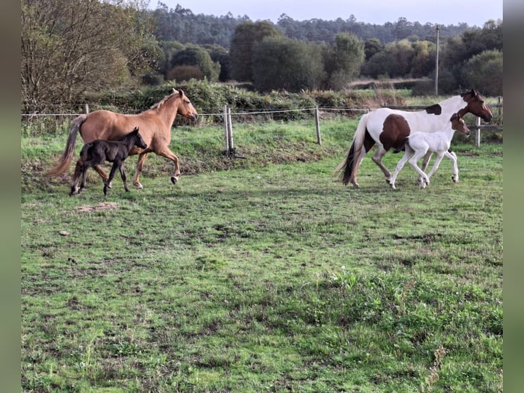Cruzado Croisé Jument 14 Ans 158 cm Palomino in Santiago De Compostela