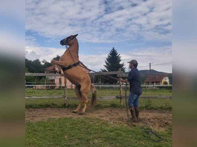 Cruzado Croisé Jument 14 Ans 158 cm Palomino in Santiago De Compostela